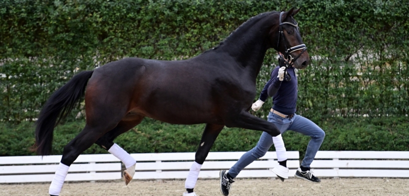 Asta online Schockemöhle: stalloni da dressage di 2,5 anni