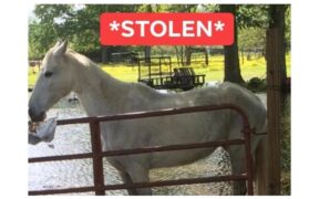 Diritto equestre: approfondiamo il problema del furto del cavallo 1