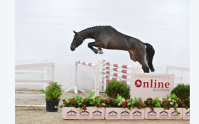 Giovani e promettenti saltatori disponibili nella nuova Asta Online Schockemöhle (Young Jumpers)