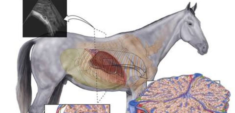 Malattia di Theiler associata a Parvovirus equino, cos'è? Documentato un caso in Olanda