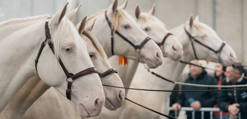 Oggi la chiusura della 125° Fieracavalli con 140 mila visitatori da 60 nazioni