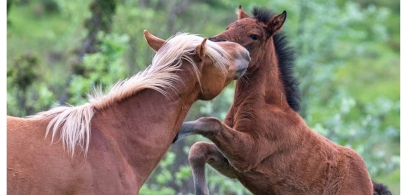Regione Liguria stanzia 100mila euro per i cavalli selvaggi dell'Aveto