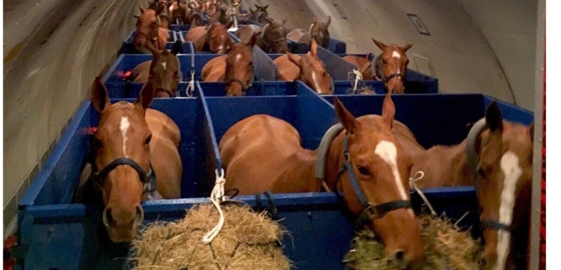 Un cavallo scappa dal suo container durante un trasporto aereo