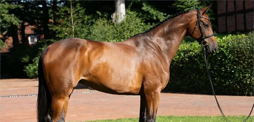 44^ asta P.S.I.: una figlia di Casallco in Italia per 1.6 milioni di euro