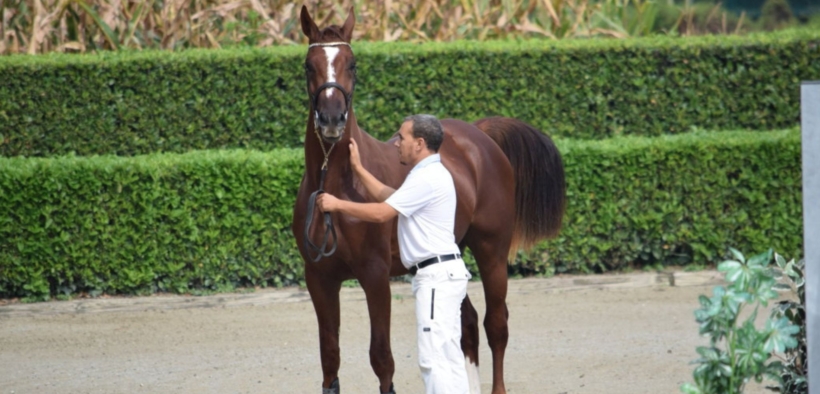 All'Istituto agrario di Siena il corso sull'educazione, cura e gestione del cavallo