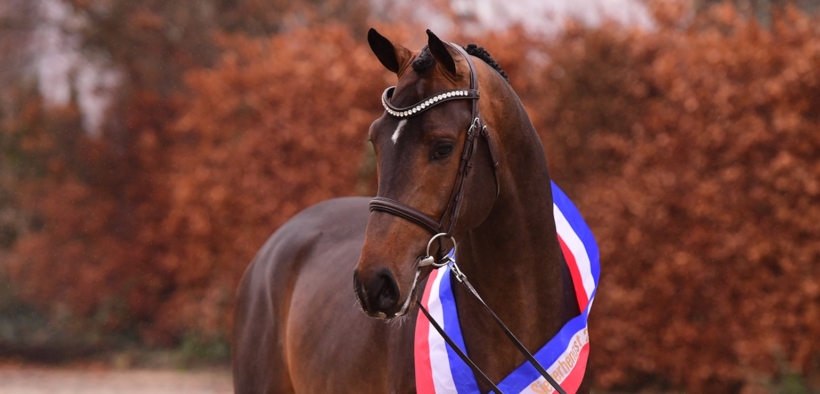 Corassini (ex Corroniolo) Campione stalloni 3 anni dello studbook Holsteiner