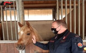 L'evoluzione normativa: maltrattamento di cavalli, non sono più semplici oggetti