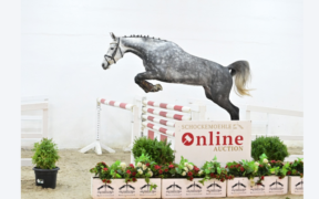 nuova Asta Online Schockemöhle (Young Jumpers) fino al 19 dicembre