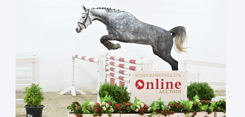 nuova Asta Online Schockemöhle (Young Jumpers) fino al 19 dicembre