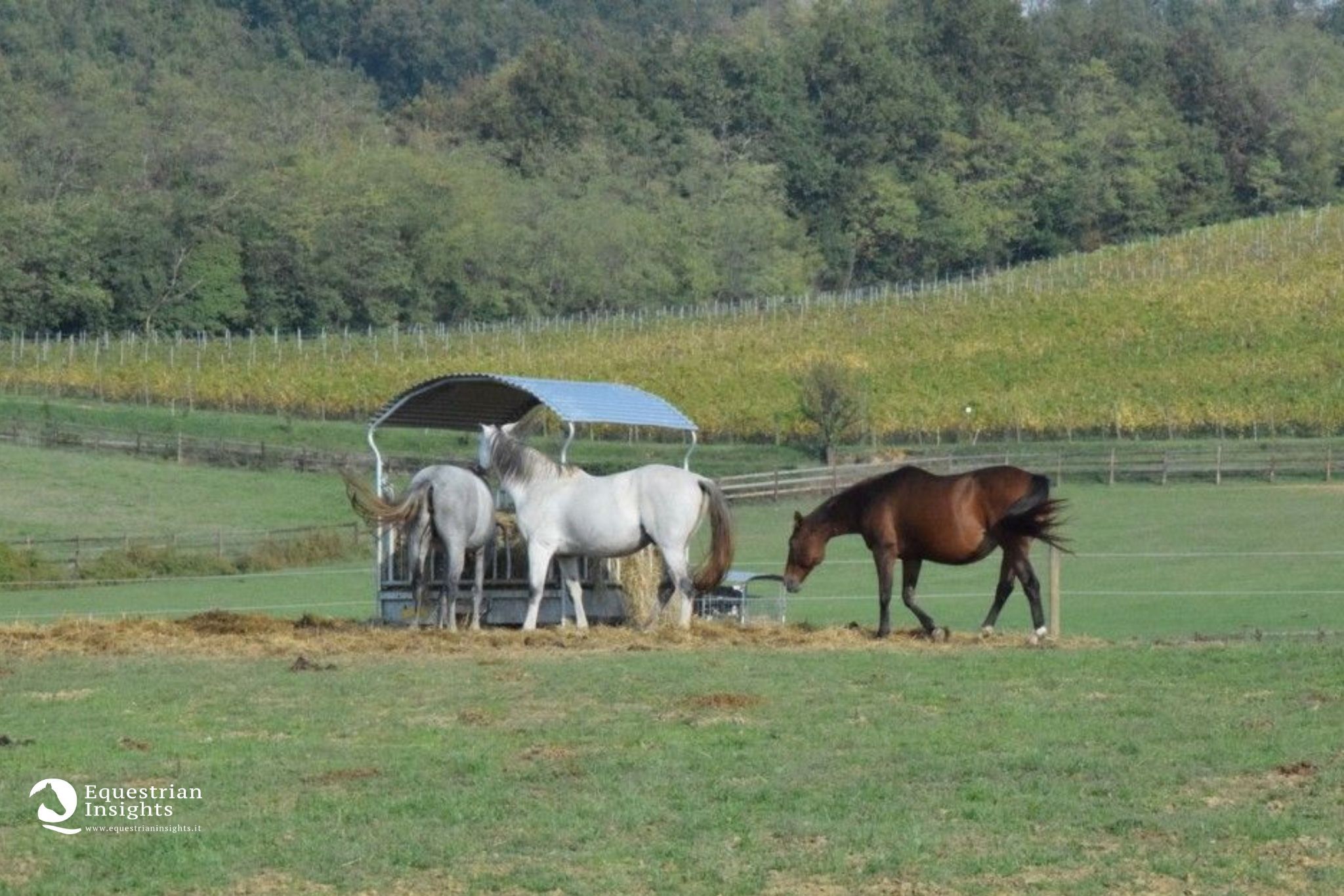 Slow feeder o fieno a volontà. Cos'è meglio per i cavalli? 1