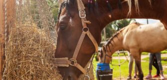 Slow feeder o fieno a volontà. Cos'è meglio per i cavalli?