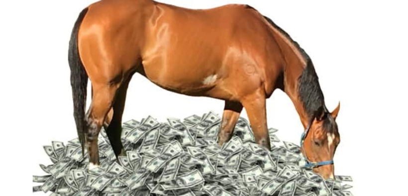 Sondaggio Horse Angels: quanto costa possedere un cavallo? 1