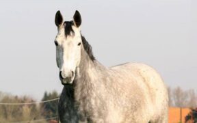 7 tra le mamme più importanti e quotate del salto ostacoli