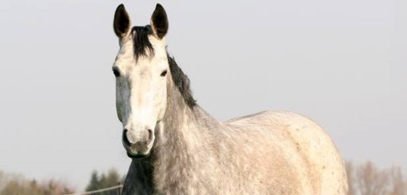 7 tra le mamme più importanti e quotate del salto ostacoli