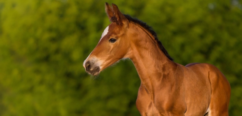 Assistenza 2024 per la gestione delle denunce di nascita e dei passaggi di proprietà