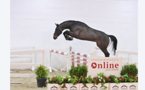 Asta Online Schockemöhle (saltatori di 4 anni) fino al 9 gennaio