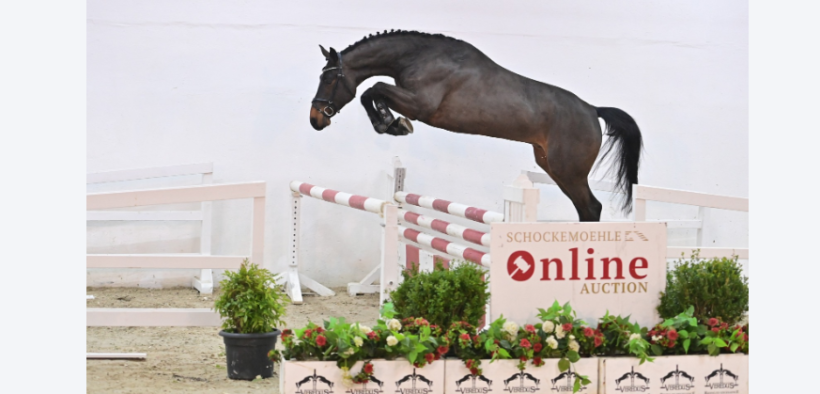 Asta Online Schockemöhle (saltatori di 4 anni) fino al 9 gennaio