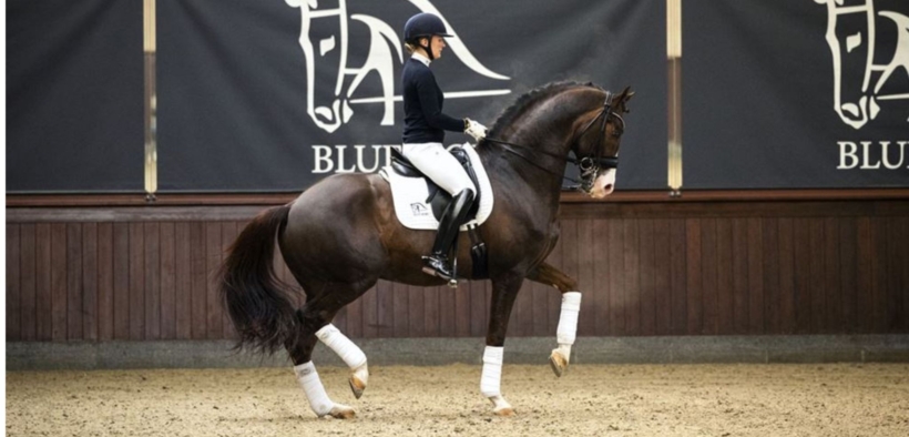 Blue Hors Don Romantic