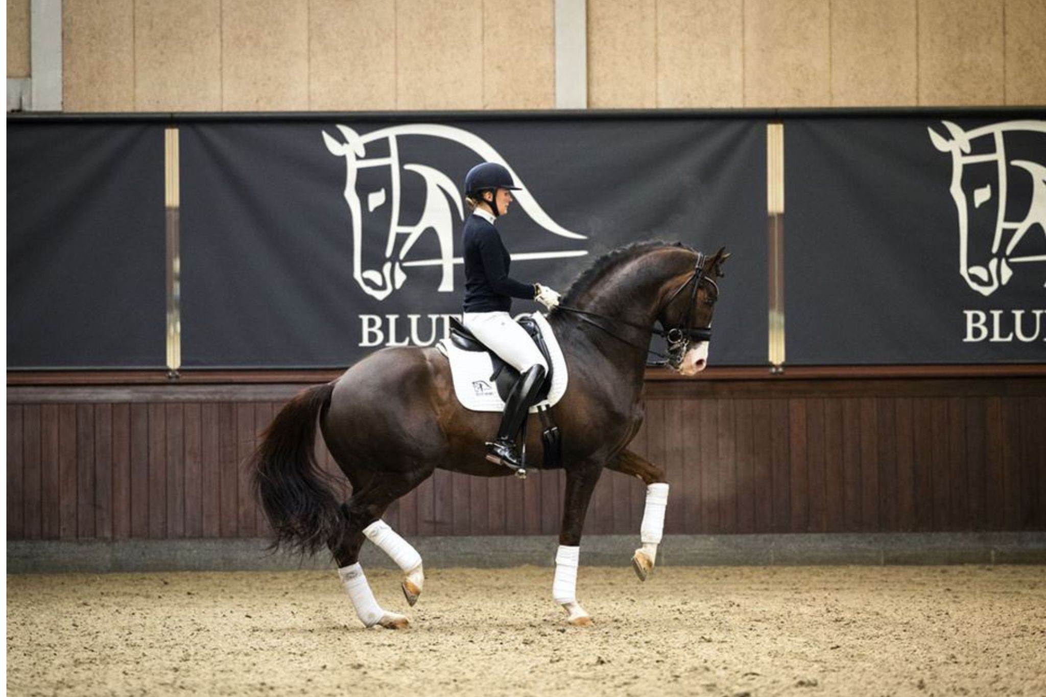 Blue Hors Don Romantic