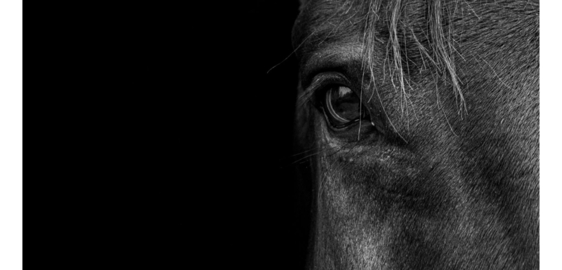 Deceduto in Argentina l’uomo che aveva contratto l’Encefalite Equina Occidentale