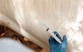 Il doping dei cavalli: focus dal punto di vista giuridico