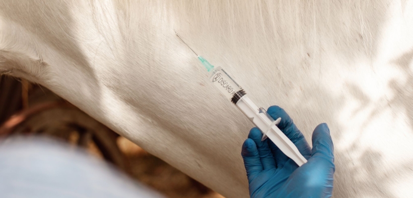 Il doping dei cavalli: focus dal punto di vista giuridico