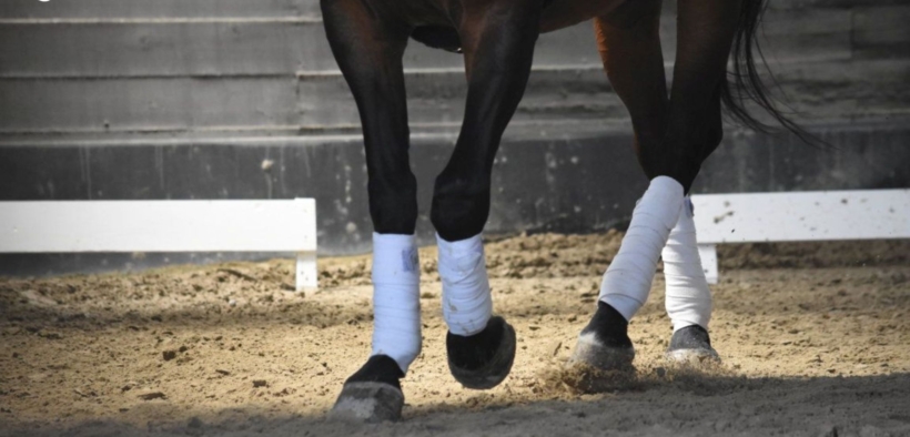 La KNHS vieterà l’uso delle fasce sul terreno di gara