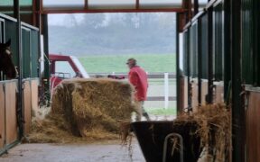 Personale di scuderia, le indicazioni fondamentali per la propria salute