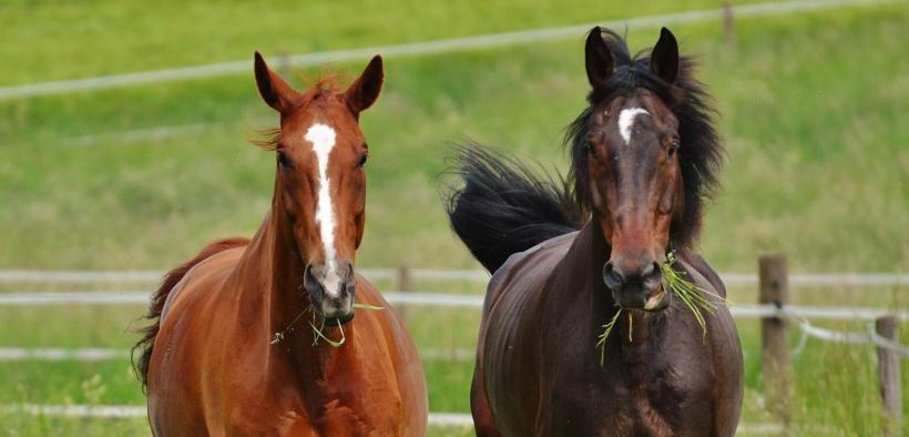 Proposta di legge a favore dell’ippicoltura con IVA agevolata