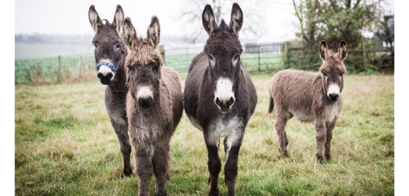 57 asinelli da salvare: aiutiamo Horse Angels 1