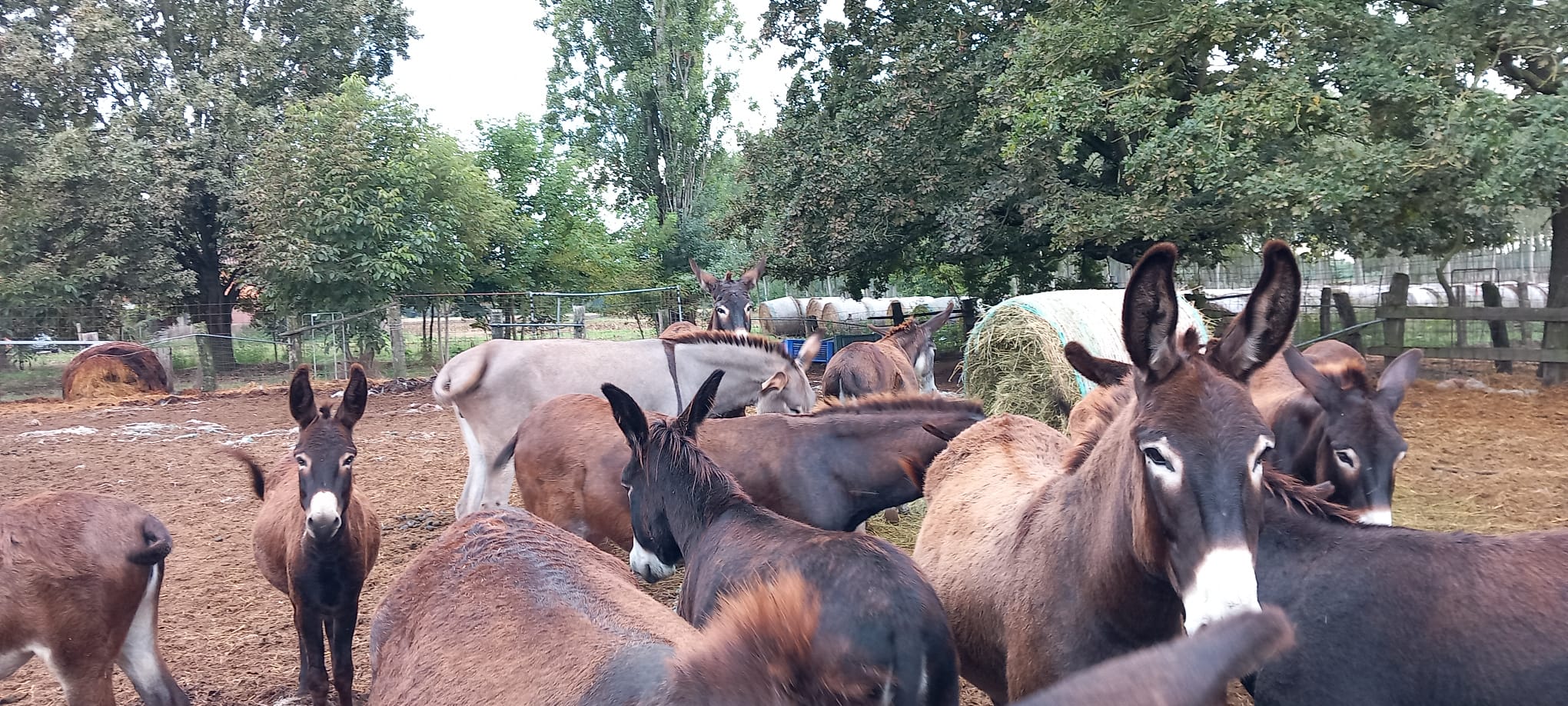 57 asinelli da salvare: aiutiamo Horse Angels 2