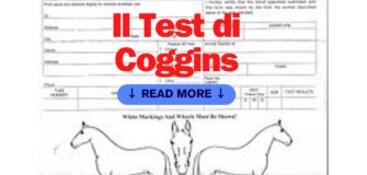 Anemia infettiva Equina (AIE): l’importanza del test di Coggins
