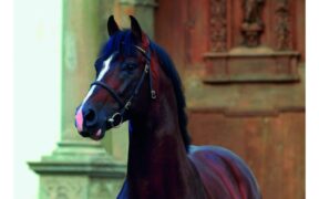 Casall (Casall La Silla, Casall ASK)