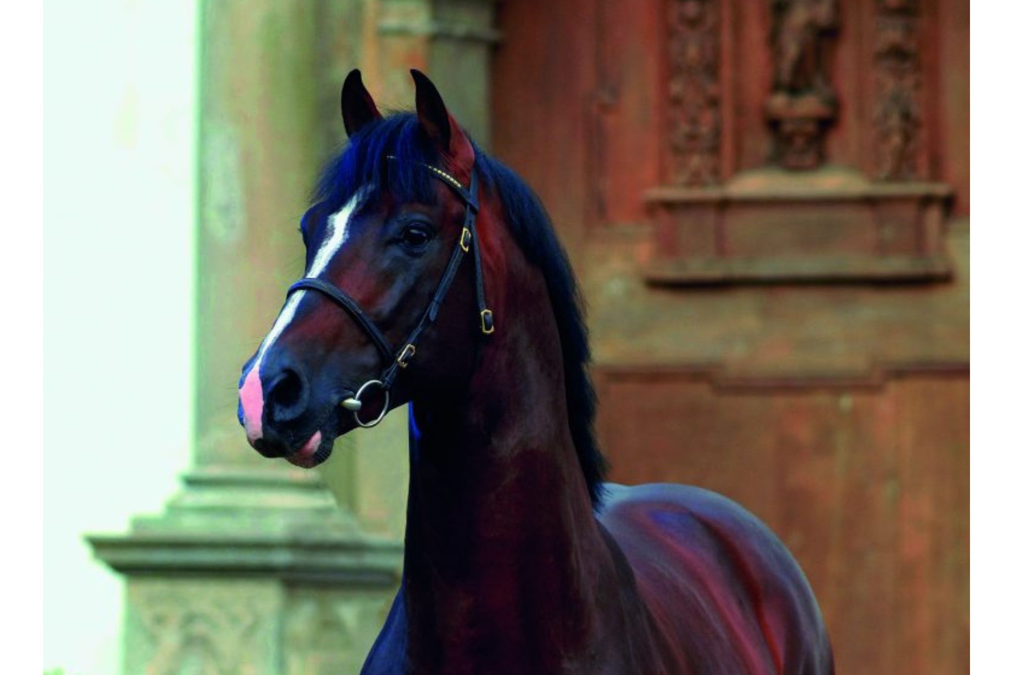 Casall (Casall La Silla, Casall ASK)