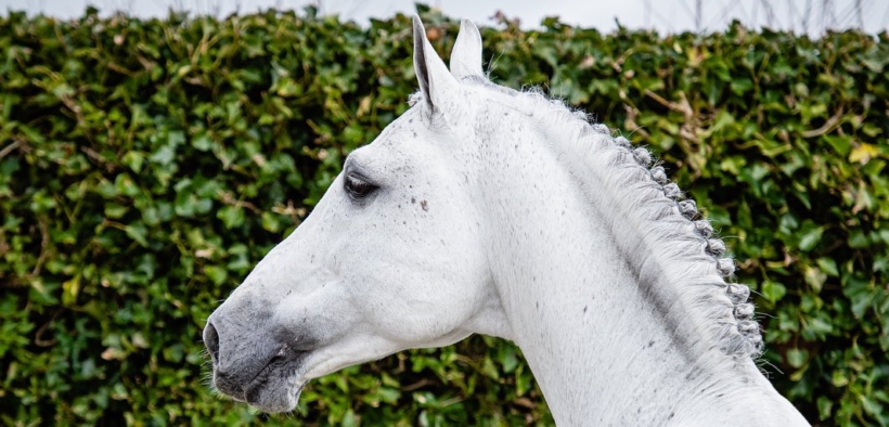 E’ mancato Dallas VDL