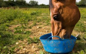 E se il cibo del cavallo è contaminato? La normativa e la tutela