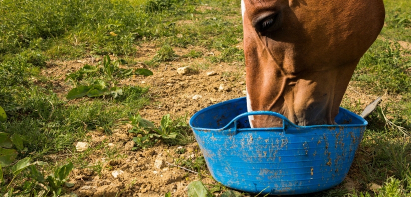E se il cibo del cavallo è contaminato? La normativa e la tutela