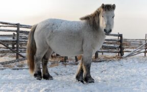 I cavalli siberiani che sopravvivono a -70°