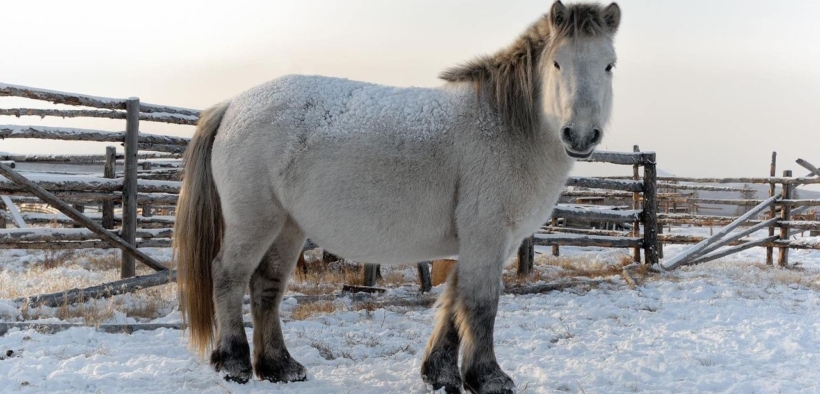 I cavalli siberiani che sopravvivono a -70°