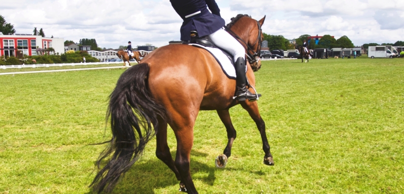 Le Federazioni Equestri nordiche si rivolgono alla FEI con preoccupazione per il benessere del cavallo