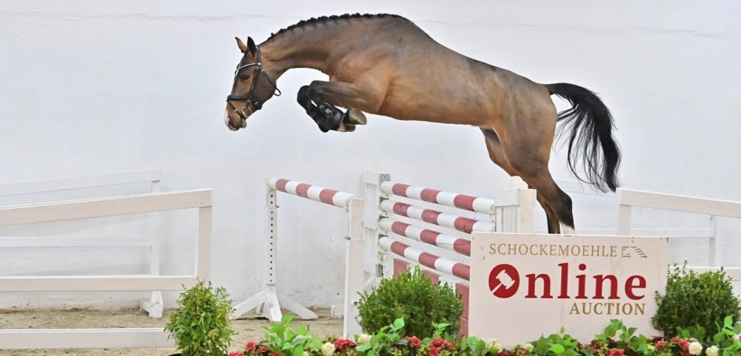 Nuovo recordo per l’asta online Shockemöhle, sorpassato il milione di euro