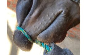 Torcinaso: amico o nemico?