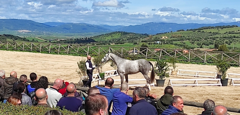 300 allevatori alla presentazione degli stalloni della Sardegna