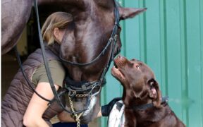 Cavalli e cani un legame inscindibile con l’uomo