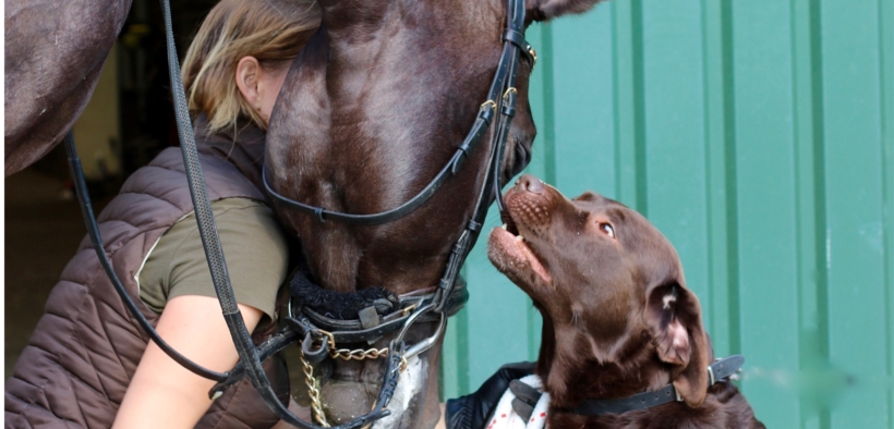 Cavalli e cani un legame inscindibile con l’uomo
