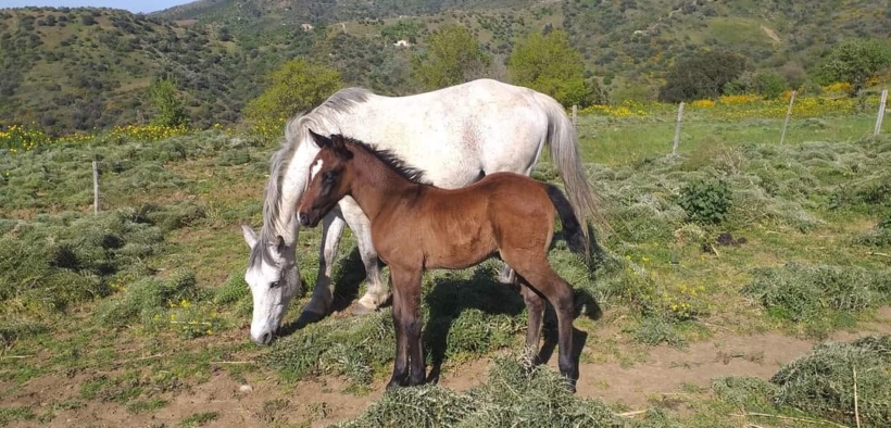 Il Cavallo Siciliano riconosciuto come razza dal MASAF