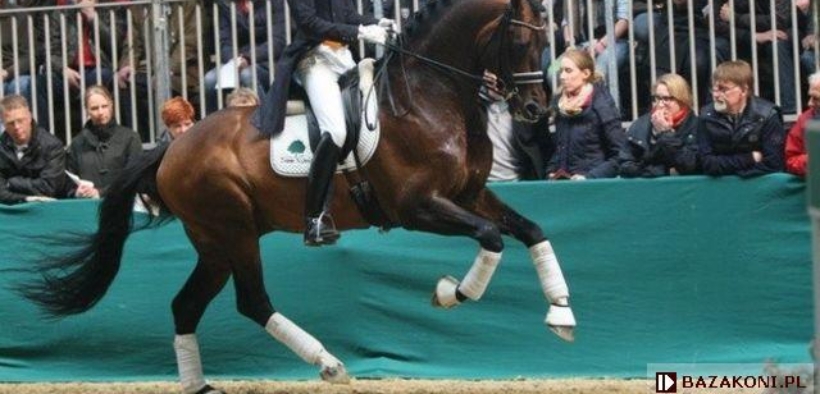 Johnson (Glock’s Johnson TN - Verdi V - Johnson TN)