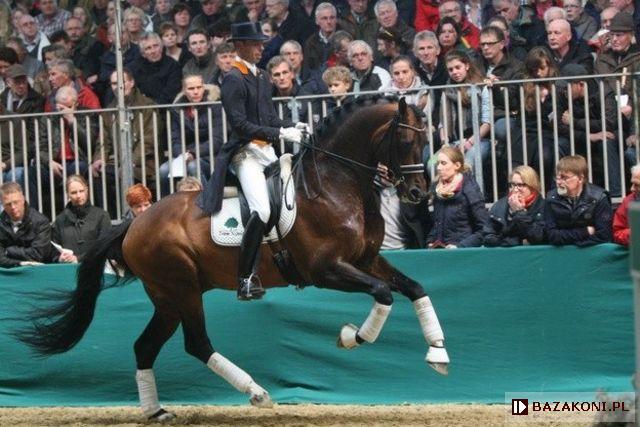 Johnson (Glock’s Johnson TN - Verdi V - Johnson TN)