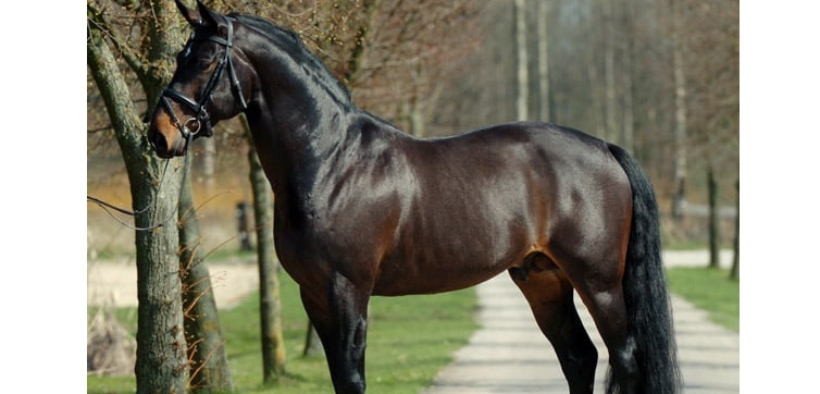 Non Stop (Loro Piana Non Stop - Nonstop)