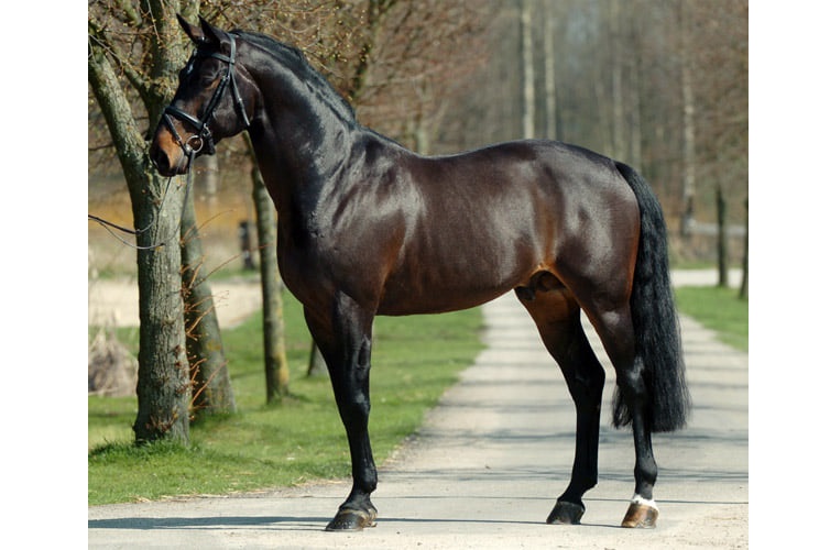 Non Stop (Loro Piana Non Stop - Nonstop)